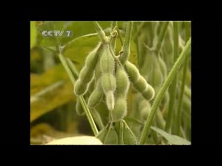 technical aspects of agricultural communist labor new soybean varieties