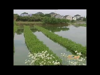 leafy vegetables grown using hydroponics hydroponics (aquaculture)