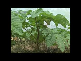 castor oil, or castor oil bima (lat. ricinus communis), or castor, castor tree bima shu