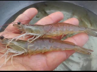 green freshwater shrimp cultivation technology