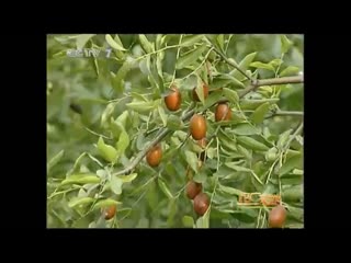 increasing the fruiting of fruit trees with the help of alfalfa, on the example of the cultivation of jujube.