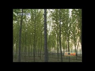 poplar cultivation technology by cuttings