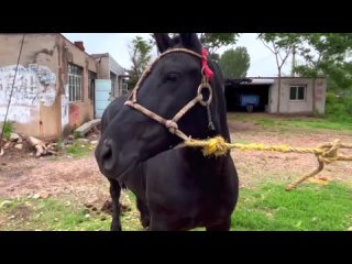 how to shoe a big black horse? 2000 years old technique is china's intangible cultural heritage.