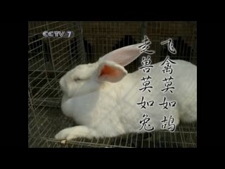 rabbit meat processing technology (- rabbit meat; hare meat)