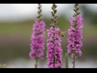 cultivation technology of lythrum chinensis - loosestrife ( )