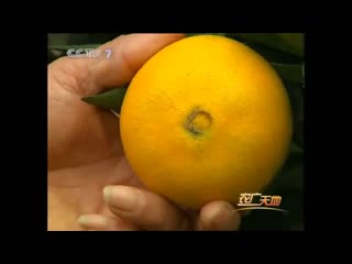 technology for growing and preserving the harvest of the navel orange