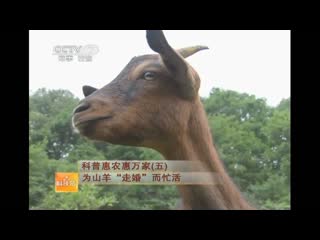 nanjiang yellow goat [n nji ng hu ng y ng] "nanjiang huang yang"