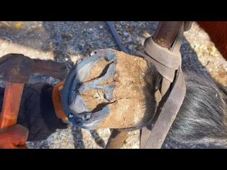 how to shoe a horse? 2000 years old technique is china's intangible cultural heritage.