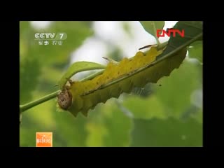 two crops from one oak oak silkworm, wild silkworm, tussah [zu c n] "zocan" (oak silkworm)