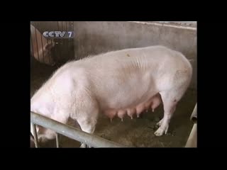 feeding and caring for pregnant sows in winter