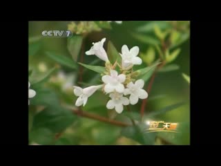 large-flowered sylvestria, or abelia large-flowered (lat. abelia grandiflora) [d hu li d om] "dahua ludaomu"