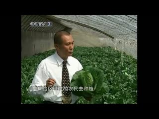 technology for growing sydney cabbage in a solar greenhouse