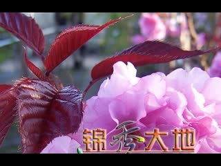 technology for growing seedlings of red-leaved cherry (sakura)