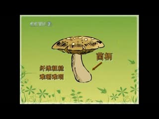 shiitake mushroom, syangu, edible lentinula, japanese forest mushroom (lat. lentinus edodes) [xi ngg] "xianggu" (fragrant mushroom)