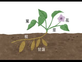 sweet potato [g nsh ] "ganshu" (cute sweet potato) technology of cultivation of sweet potato in open fields