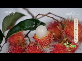 rambutan [h ngm od n] "hong mao dan" (red hair cinnabar)