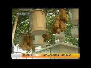 sweet potato [g nsh ] "ganshu" (sweet potato) technology of cultivation of sweet potato in warm greenhouses in hanging pots.