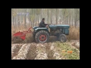 mechanized mulching of the land ridge and harvesting sweet potatoes.