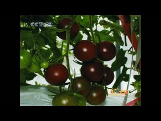 black tomato, or kumato [h i f nqi] "hei fantse" technology for the cultivation of delicious vegetables