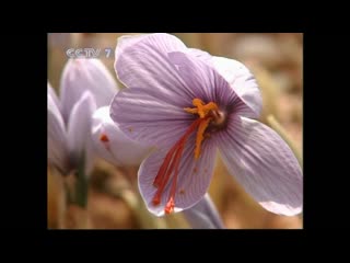 method for obtaining spices and orange food coloring called saffron