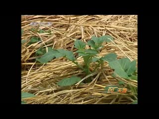 ecological technology of growing potatoes under straw