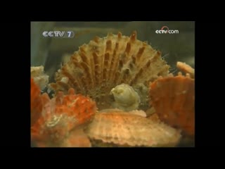 part 02. technology of artificial breeding of scallops