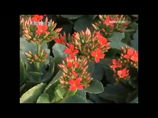 longevity flower changshou hua, or kalanchoe (lat. bryophyllum), or gongdeng palace lantern. breeding technology