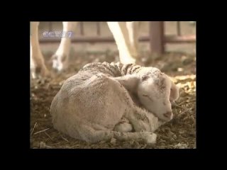 feeding and caring for lambs in winter, and skillful use of sheep feed.