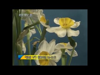 the art of carving narcissus bulbs shu xi n (shuixian). unique craft technology.