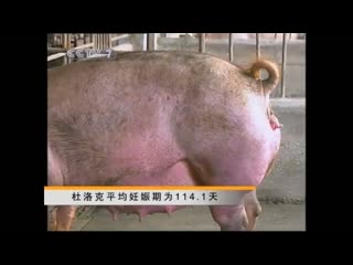 pig zhu. breeding quality pig breeds: yorkshire yuekexiazhu, landrace changbaizhu and duroc dulokezhu.