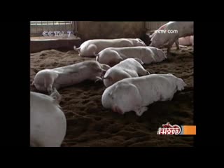 pig zhu. pig farming yangzhu. health jiankang. healthy pig production (part 02).