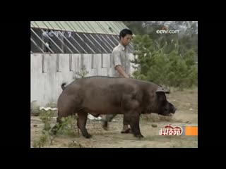 pig zhu. pig farming yangzhu. health jiankang. healthy pig breeding (part 01) jiankang yangzhu .