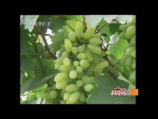 fresh pu tao grapes for nine consecutive months