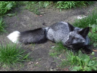 service fox breeding yanghu'e. preparation of a specialized flock of foxes to protect fields from rodent pests.