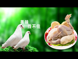 pigeon ge, or gezi. pigeon farming yangge ye . meat pigeons, pigeons of meat breeds zhou ge (meat pigeon) yu