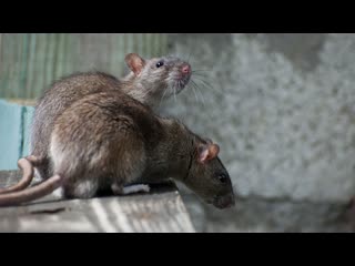 "catch a rat." technology of catching rats on poultry farms.