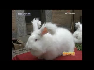 tu ye shichan rabbit breeding market. profitable long-haired rabbit zhuanqian de changmao tu .