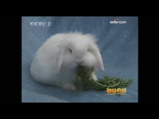 little beloved rabbit yi xiaoshou shouchun de tuzi . dutch lop-eared rabbit helan chuyer tu.