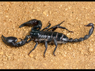 scorpion (lat. scorpiones) sezi, or quanse - the oldest poisonous animal of the arachnid order.