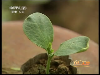 technology of cultivation of greenhouse watermelons dapen xigua and sweet purple potatoes yam ganshu.