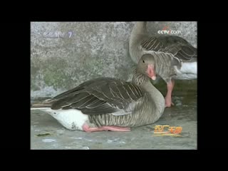 breeding technology of wild geese dayan yangzhi jishu.