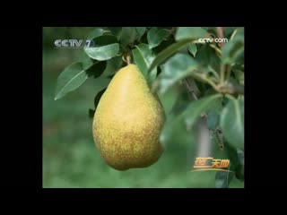 pear (fruit) lee. lishu pear tree. liyuan pear orchard care technology (pear grove).