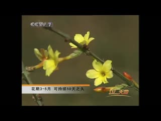 winter jasmine ying chun hua, or jasmine hololithous, holographic (lat. jasminum nudiflorum).