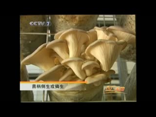 mushroom gu. shimeji mushroom growing technology, or shimeji jigu /