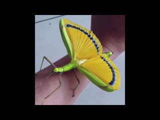 colorful gems wu'guangshise de baoshi a small video clip... umbrella stick insect.