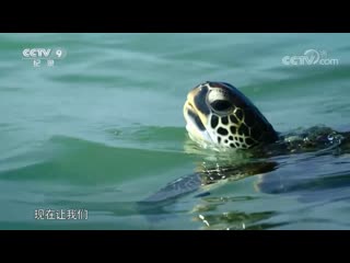 underwater china shuixia zhongguo. (part 4). an oasis of life shengming luzhou.