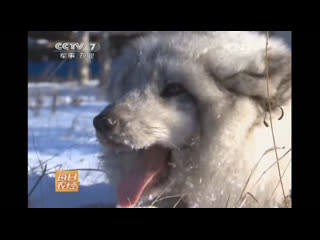 arctic fox bei jihu, literally arctic fox (northern extreme fox).