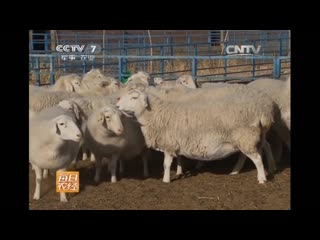 sheep yang. lamb, sheep meat yangzhou. hybrid sheep zajiao yang.