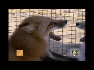 furry animal maopishou. fur farming yang zhi`e. fur farming maopishou yang zhi'e. lisa hu.