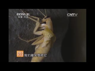 cockroach zhang, or zhanglang (dragonfly cockroach). insectivorous cuisine of china